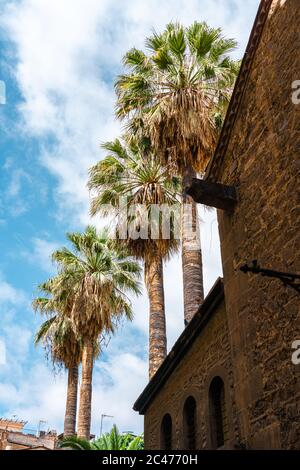 Palm Tree parte su Blue Sky nel centro di Barcellona, Spagna Foto Stock