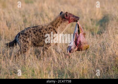 Iena macchiata, o ridendo iena, Crocuta croccuta, nutrendo su wildebeest blu, Connochaetes taurinus, Maasai Mara National Reserve, Mara River, Maasai Foto Stock