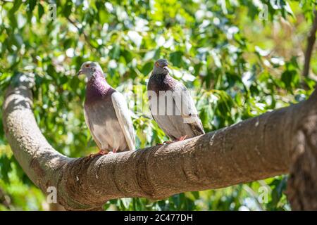 Due piccioni seduti su Tree Branch Foto Stock