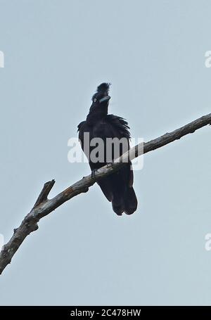 Amazonian Umbrellabird (Cephalopterus ornatus) adult perched on dead branch  Inirida, Columbia    November Stock Photo