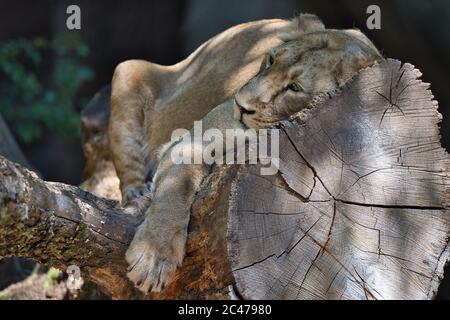 Löwe, Loewe, Lion, asiatischer Loewe, Persisch, Panthera leo persica, femmina, weibchen, Indischewr Loewe, cacciatore, leon, Foto Stock