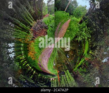 Panorama circolare di verde foresta e sentiero nel centro Foto Stock