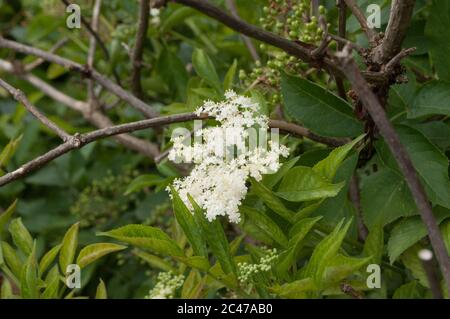 Fiori bianchi che crescono sul ramo dell'albero Foto Stock