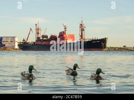 Arkhangelsk. Rompighiaccio artico 'Mikhail Somov'. Russia, regione di Arkhangelsk Foto Stock