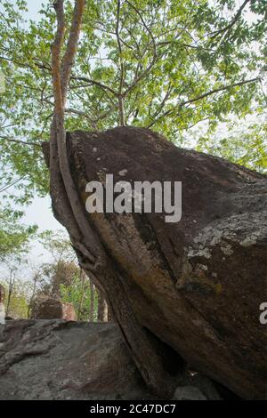 Phu Phra Bat Park, inusuali formazioni rocciose formate dall'erosione adattato come buddista santuari alberi che crescono intorno massi formato ritratto Foto Stock