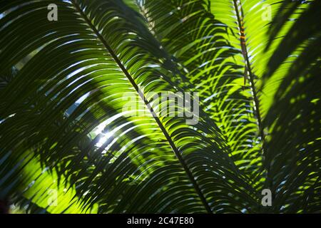 Closeup di piante tropicali verdi sotto la luce del sole Foto Stock