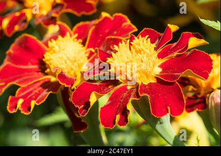 Primo piano di fiori francesi Marigold (Patula di Tagetes), Inghilterra, Regno Unito Foto Stock