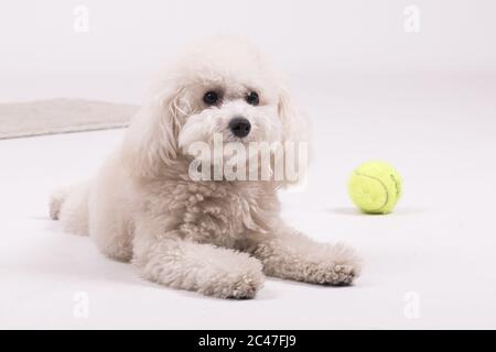 Cute poodle giocattolo che riposa in una stanza bianca con un palla da tennis sul pavimento Foto Stock