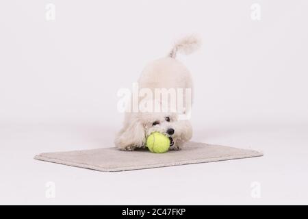 Cane bianco che gioca con una palla gialla sul bianco moquette Foto Stock