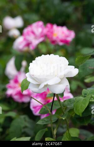 Rosa. Rosa bianca in un bordo rosa. Foto Stock