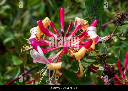 Lonicera periclymenum 'Honeybush' una pianta di fioritura estiva comunemente conosciuta come woodbine Foto Stock