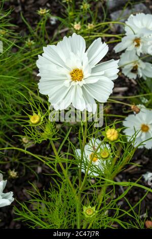 COSMOS bipinnatus 'sonata White' una pianta di fioritura estiva originaria dell'America comunemente conosciuta come cosmo da giardino o degustatore messicano Foto Stock