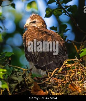 Buzzard pulcino quasi completamente cresciuto sul nido quasi pronto a fuggire Foto Stock