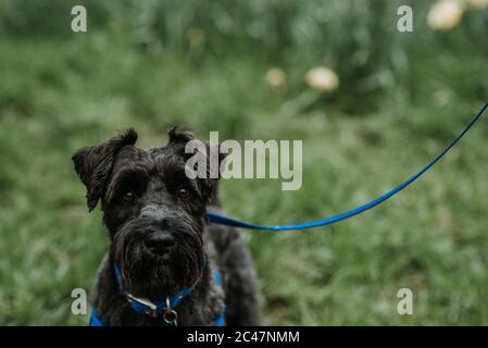 Bel nero e soffice Bouvier des Flandres cane belga su un guinzaglio blu Foto Stock