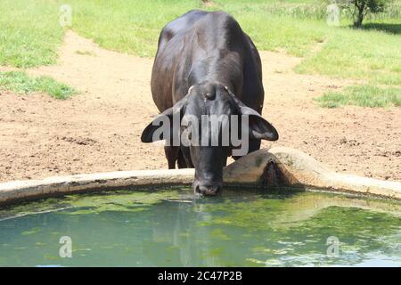 Mucca nera senza corna che beve acqua da una ciotola Foto Stock