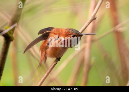 Maschio Rufous Hummingbird (Selasforo rufus) appollaiato su un torchio, e stendendo le sue ali. Foto Stock