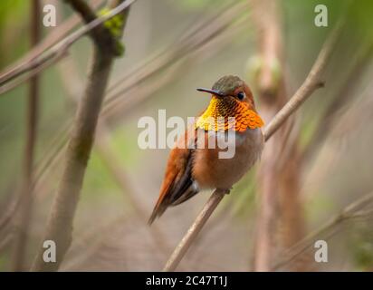 Maschio Rufous Hummingbird (Selasforo rufus) arroccato su un torchio, e il suo iridescente gorget lampeggiante Foto Stock