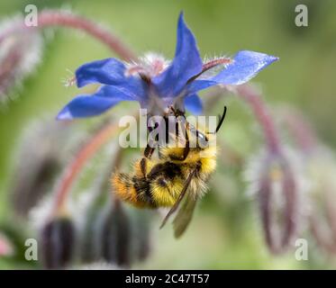 Bumblebee con corna sfumata che raccoglie nettare da un fiore blu di Borage (Bombus mixtus) Foto Stock