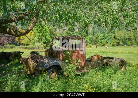 Vecchio camion abbandonato. Un vecchio camion di fattoria in un pascolo. Foto Stock