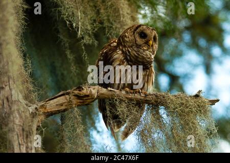Primo piano immagine di Barred OWL, arroccato sul ramo, South Carolina paludi Foto Stock