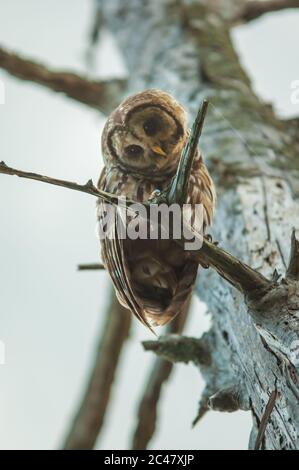 Primo piano immagine di Barred OWL, arroccato sul ramo, South Carolina paludi Foto Stock