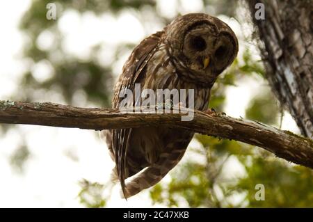 Primo piano immagine di Barred OWL, arroccato sul ramo, South Carolina paludi Foto Stock