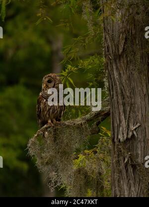 Primo piano immagine di Barred OWL, arroccato sul ramo, South Carolina paludi Foto Stock