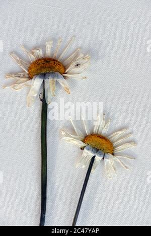 Vita morta di due fiori secchi e pigiati di fiori margherita su uno sfondo di tessuto bianco Foto Stock