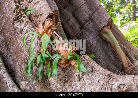 Rododendron nasce da un albero in Sierra Leone Foto Stock