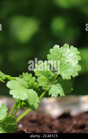 Coriandolo o coriandolo che cresce in una pentola all'aperto dopo una pioggia con un giardino verde di fondo Foto Stock