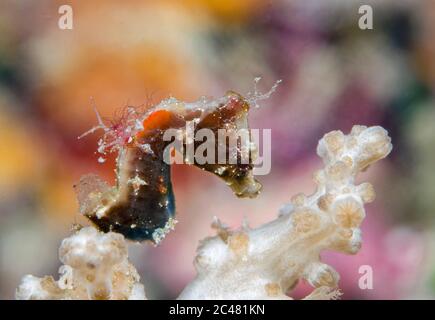 Cavalluccio marino pigmy di Pontoh, o cavalluccio marino pigmy weedy, Hippocampus pontohi, Romblon, Filippine. Oceano Pacifico Foto Stock