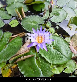 Water Lily, fiore di loto 'Nymphaea Caerulea' sopra le pastiglie galleggianti sulla superficie di uno stagno a Singapore, Asia Foto Stock