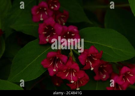 Moody Weigelas fiori Foto Stock