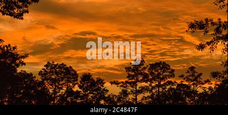 I pini loblolly si stagliano contro uno spettacolare tramonto arancione Foto Stock