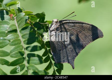 Nascondigli di altalena di Goatweed Foto Stock