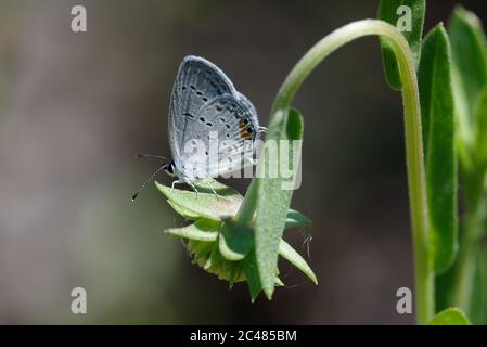 Tailed-Blue orientale Foto Stock