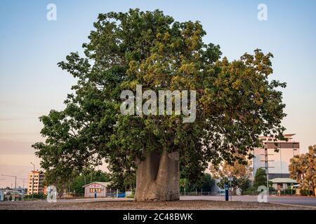 Boab albero a Darwin City Foto Stock