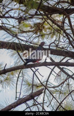Ritratto di un piccione grigio selvaggio su un ramo di albero Foto Stock