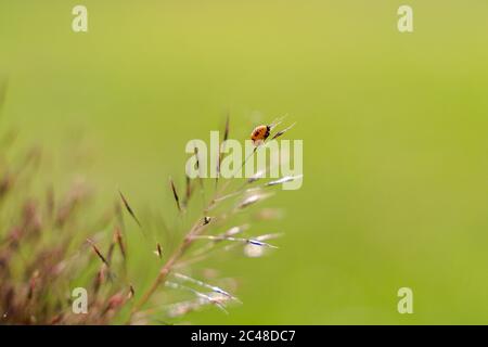 Pupa di Ladybug sull'erba Foto Stock
