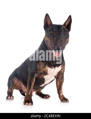 Miniatura bull terrier di fronte a uno sfondo bianco Foto Stock