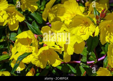 Enotera frutticosa Erica Robin, gocce di sole Foto Stock