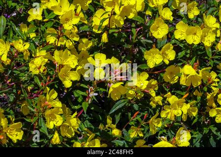 Enotera frutticosa subsp. Glauca 'Erica Robin, Sundrops Foto Stock