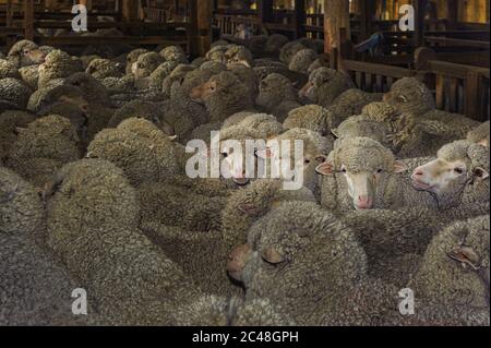 Merino pecore affollato in una penna shearing capannone in attesa di essere accorciati dai tagliatori a Laura Station, nuovo Galles del Sud in Australia. Foto Stock