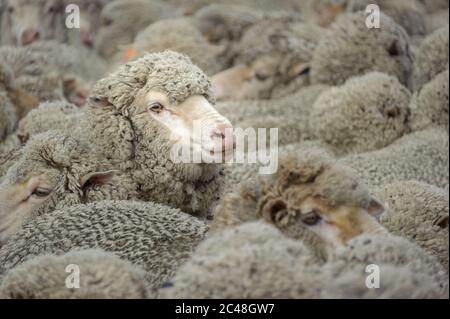 Merino pecore affollato in una penna shearing capannone in attesa di essere accorciati dai tagliatori a Laura Station, nuovo Galles del Sud in Australia. Foto Stock