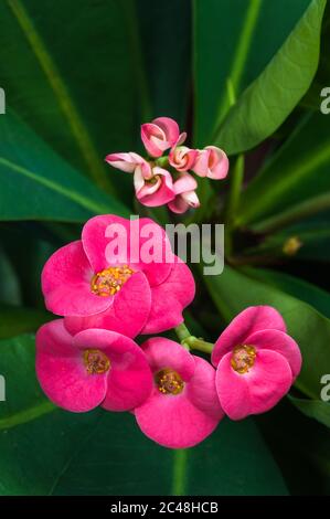 Fiori tropicali in un giardino a Cairns, Queensland, Australia, sullo sfondo di foglie verdi vivaci. Foto Stock