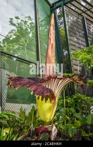 Il fiore di cadavere (arum di titanum) nel suo ciclo di vita fiorente di picco nei giardini botanici di Cairns a Queensland, Australia. Foto Stock