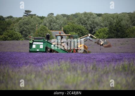 Heacham, Regno Unito. 24 Giugno 2020. La raccolta è in corso della bella lavanda viola coltivata a Norfolk Lavender, Heacham, Norfolk. Credit: Paul Marriott/Alamy Live News Foto Stock