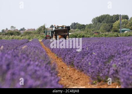 Heacham, Regno Unito. 24 Giugno 2020. La raccolta è in corso della bella lavanda viola coltivata a Norfolk Lavender, Heacham, Norfolk. Credit: Paul Marriott/Alamy Live News Foto Stock