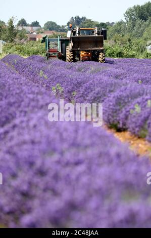 Heacham, Regno Unito. 24 Giugno 2020. La raccolta è in corso della bella lavanda viola coltivata a Norfolk Lavender, Heacham, Norfolk. Credit: Paul Marriott/Alamy Live News Foto Stock