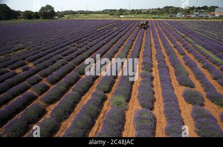 Heacham, Regno Unito. 24 Giugno 2020. La raccolta è in corso della bella lavanda viola coltivata a Norfolk Lavender, Heacham, Norfolk. Credit: Paul Marriott/Alamy Live News Foto Stock